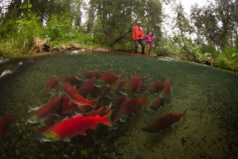 Salmon