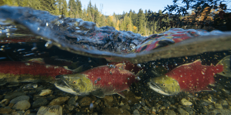 Salmon's Journey