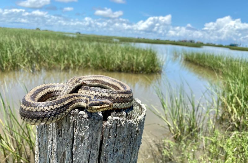 Salt Marsh Snake