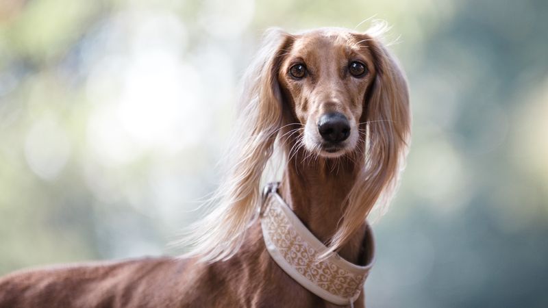 Saluki