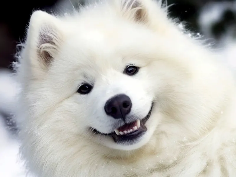 Samoyed