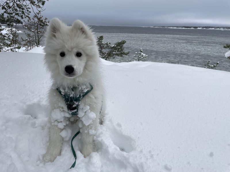 Samoyed