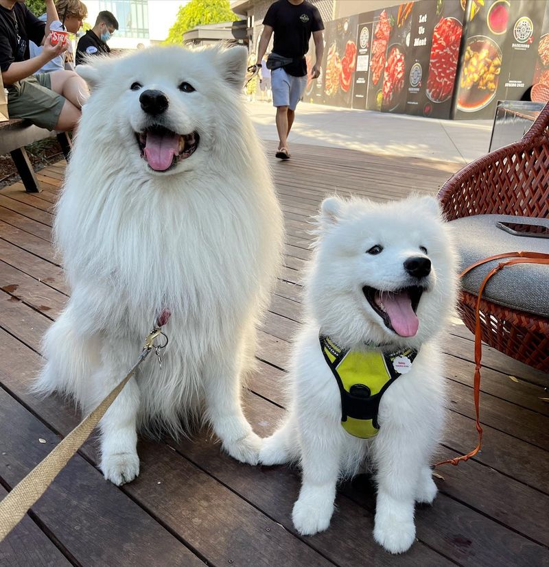 Samoyed