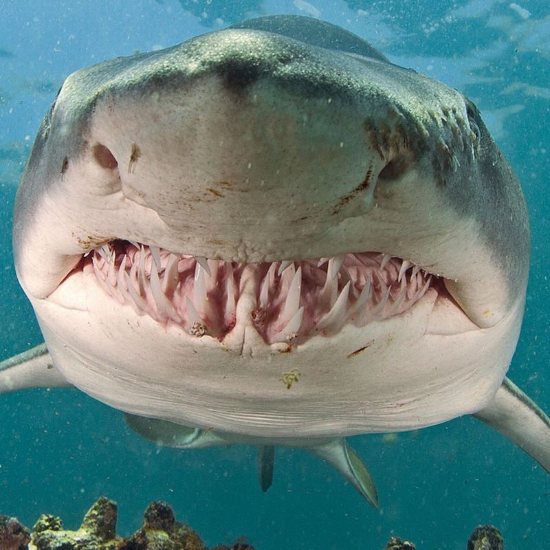 Sand Tiger Shark