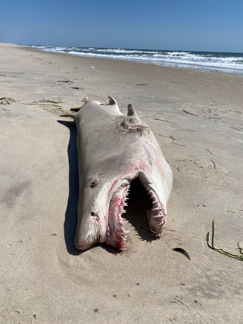 Sand Tiger Shark