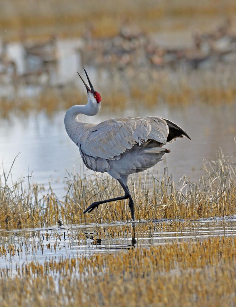 Sandhill Crane