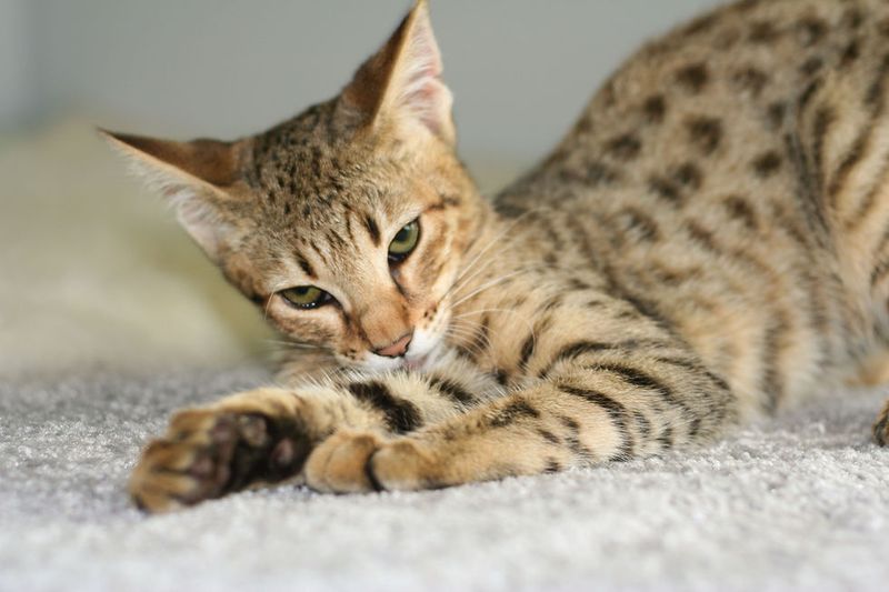 Savannah