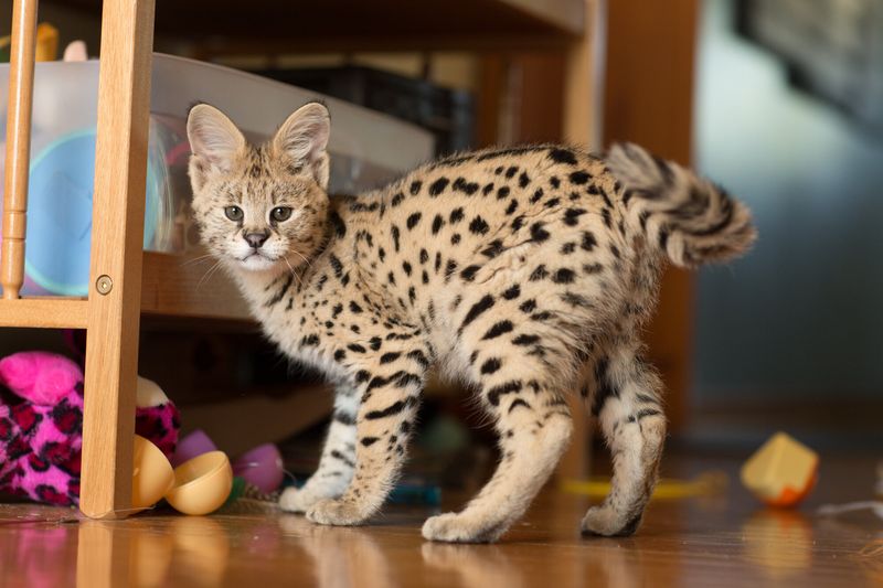 Savannah