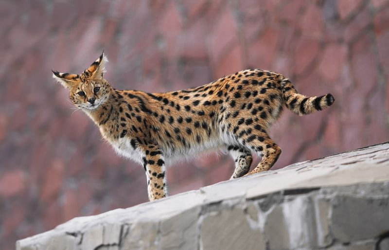 Savannah Cat