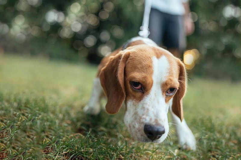 Scent Tracking Games