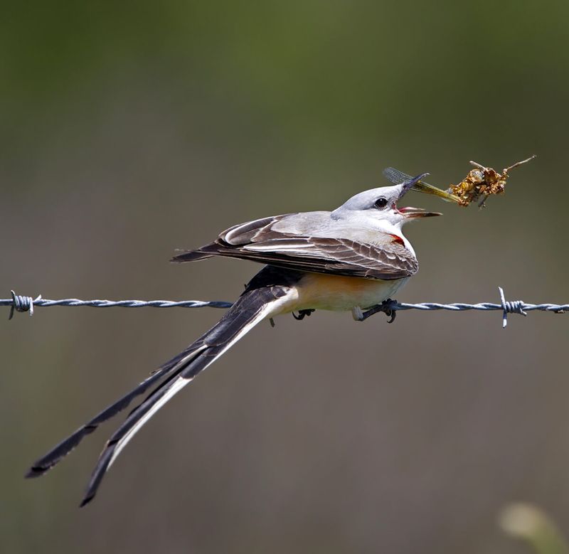 Scissor-tailed Flycatcher