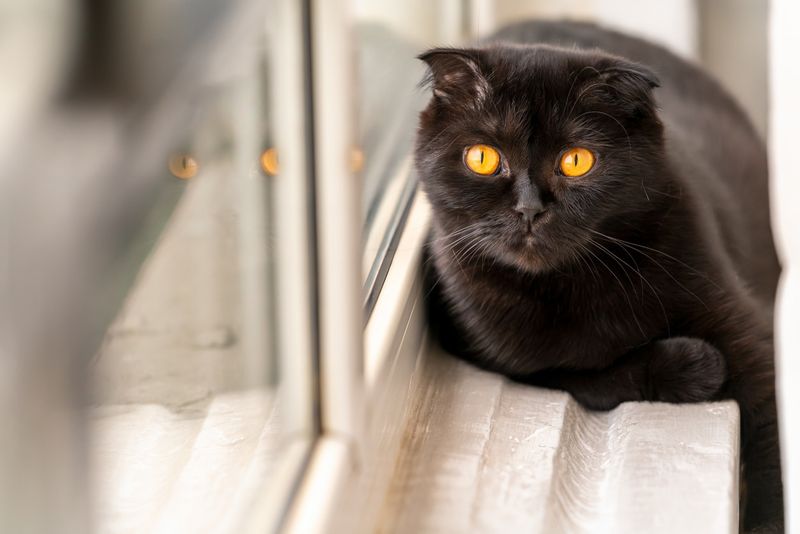 Scottish Fold