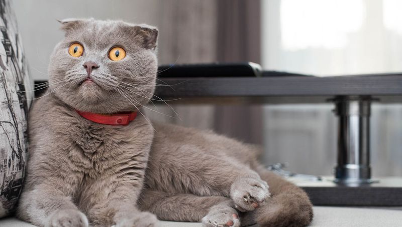 Scottish Fold