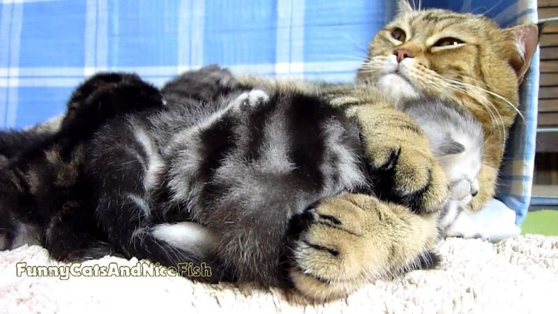 Scottish Fold