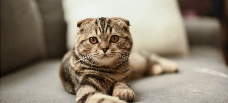 Scottish Fold