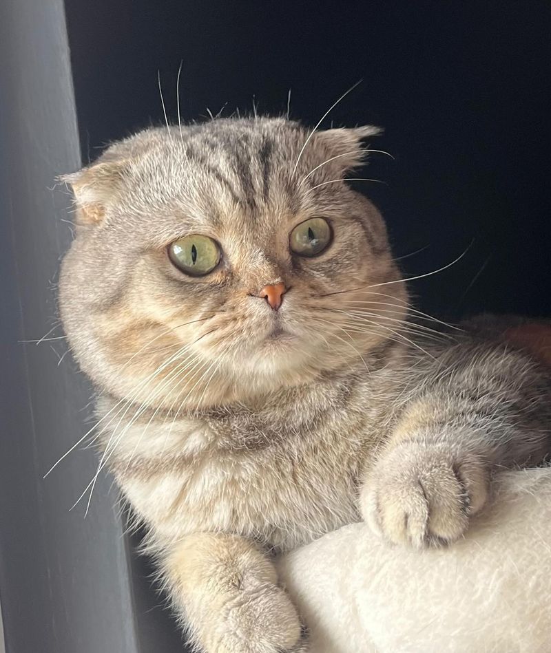 Scottish Fold