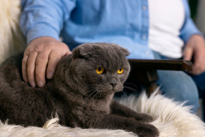 Scottish Fold