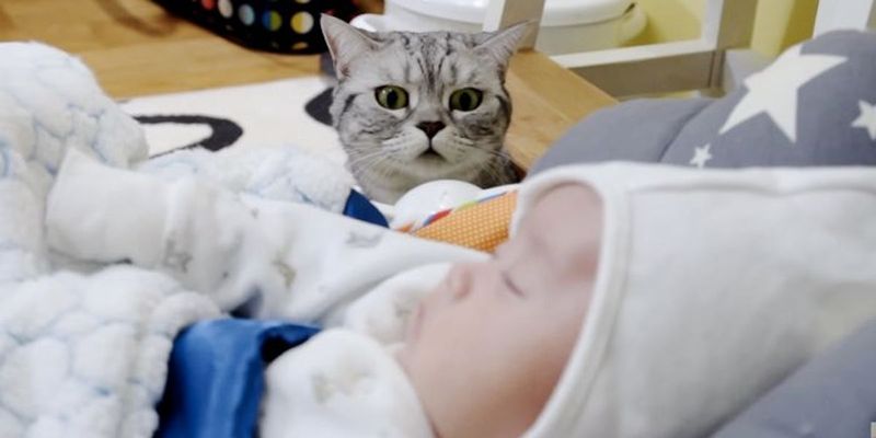 Scottish Fold