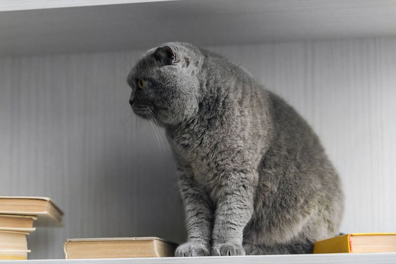 Scottish Fold