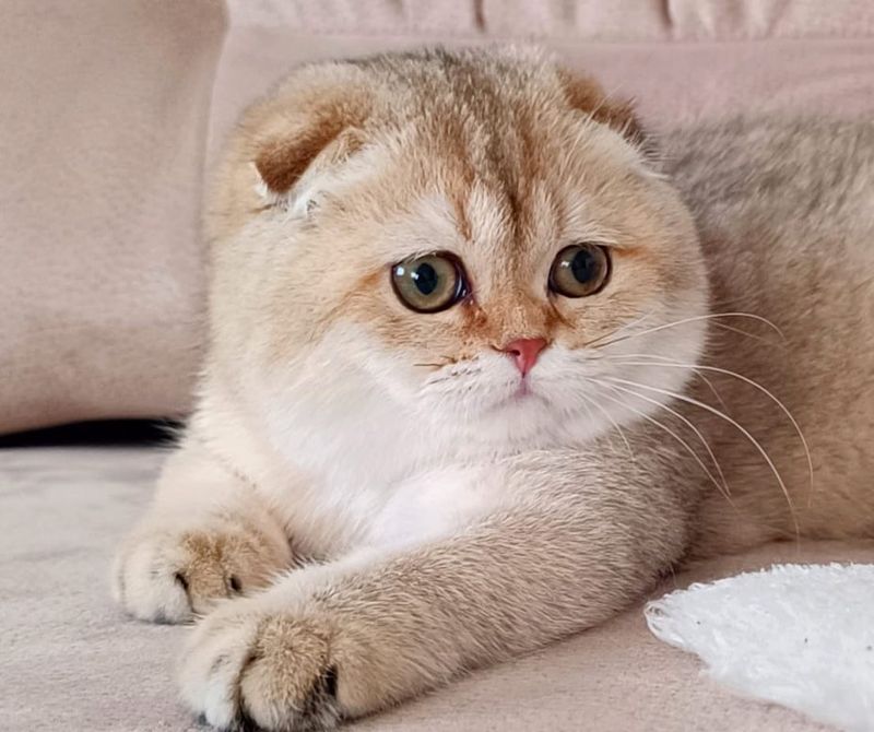 Scottish Fold