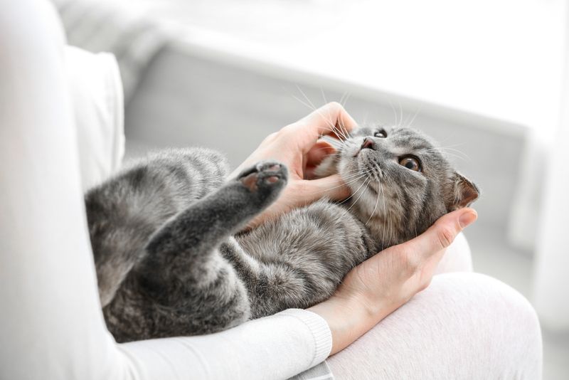Scottish Fold