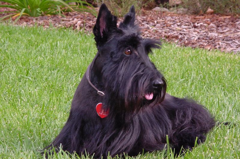 Scottish Terrier