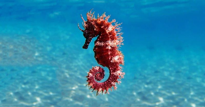 Sea Horse