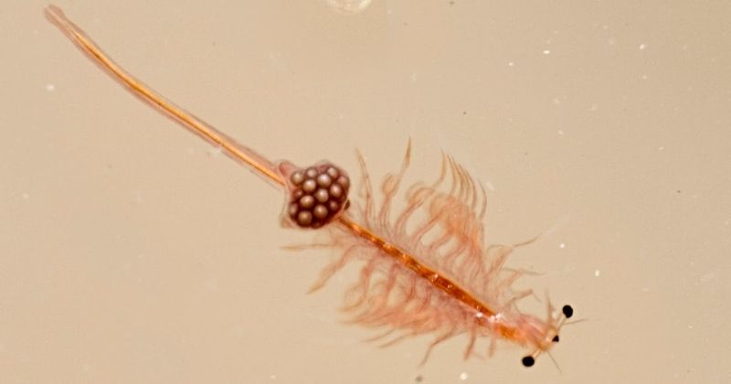 Sea Monkeys