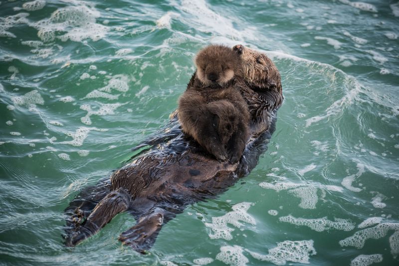 Sea Otter