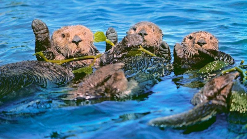 Sea Otters: Playful Guardians of Kelp Forests