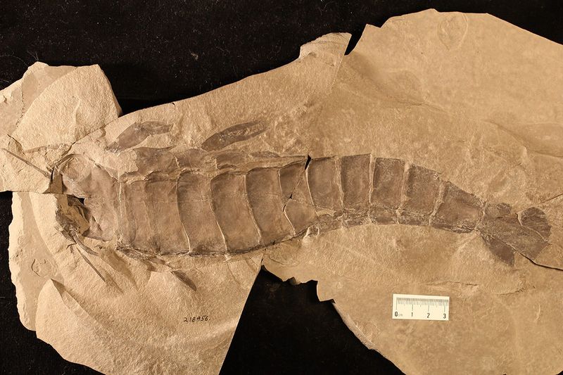 Sea Scorpion