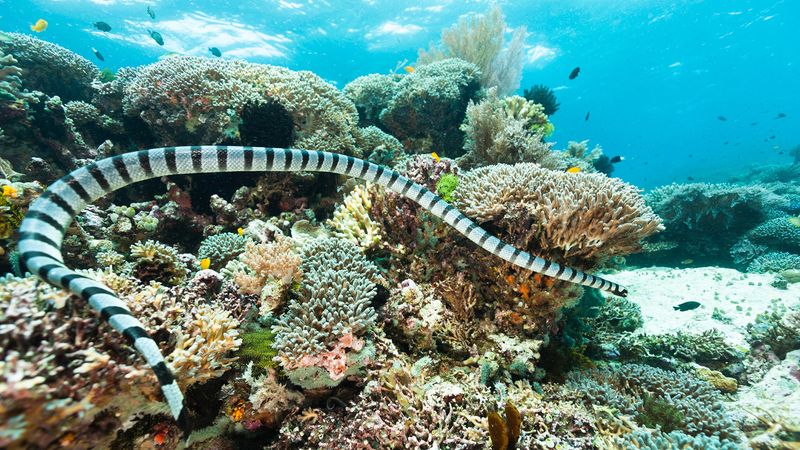 Sea Snake's Aquatic Agility