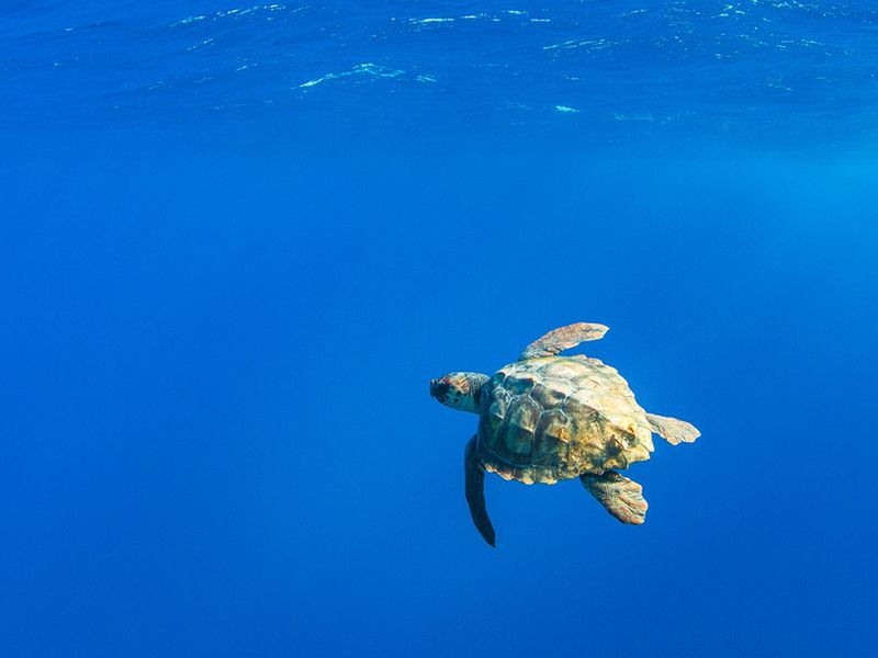 Sea Turtle: Ancient Mariner