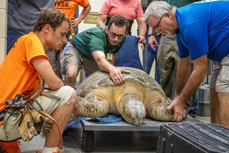 Sea Turtle Conservation Efforts