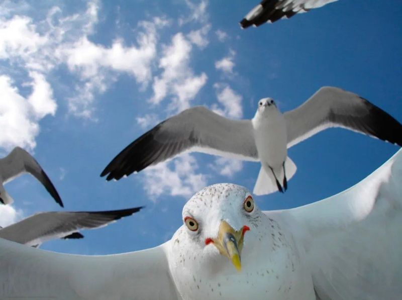 Seagulls