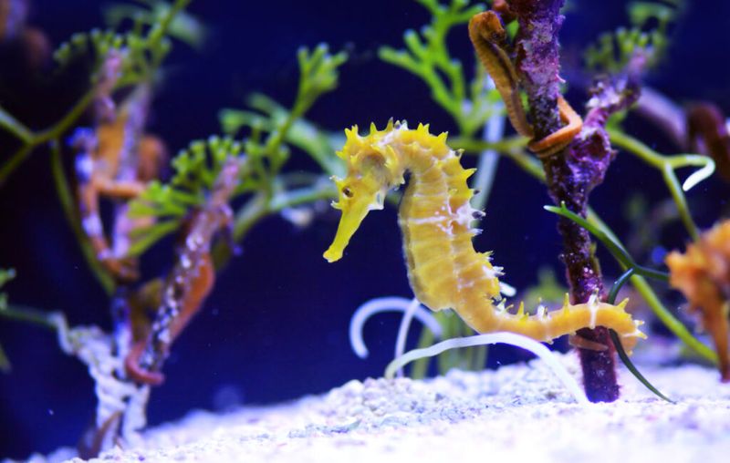 Seahorses Are Poor Swimmers