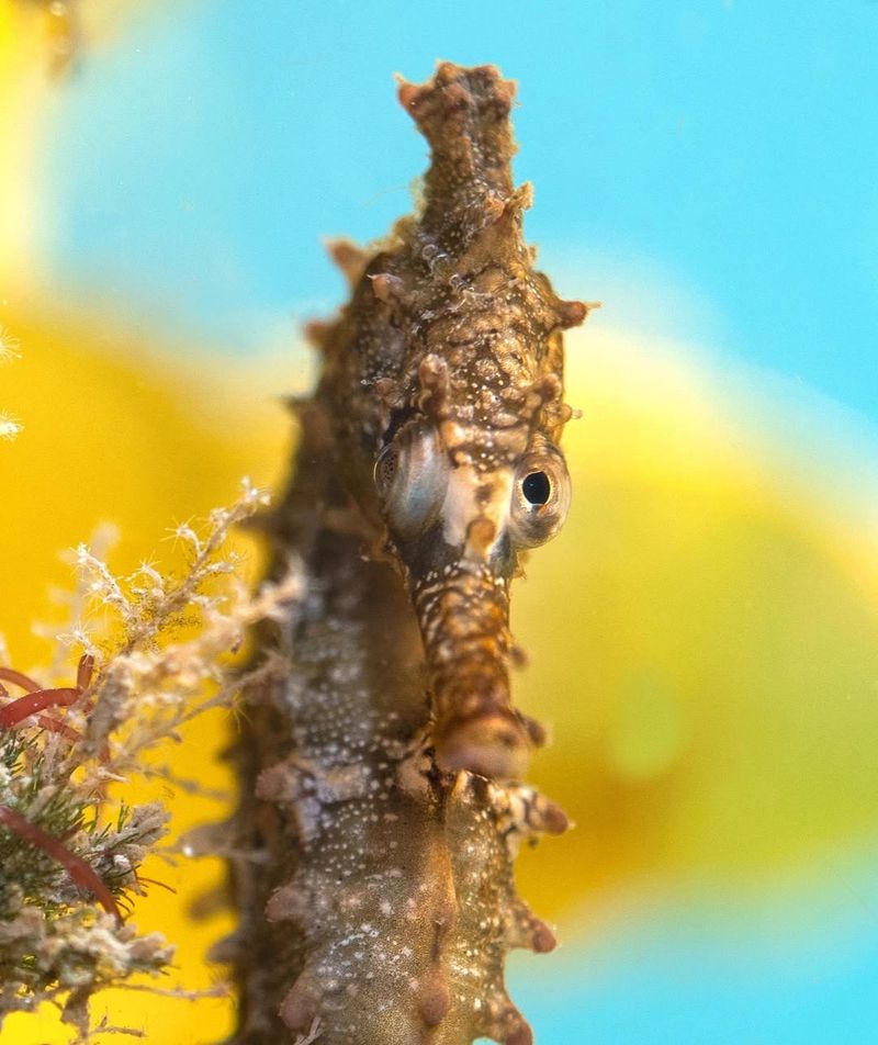 Seahorses Can Move Their Eyes Independently
