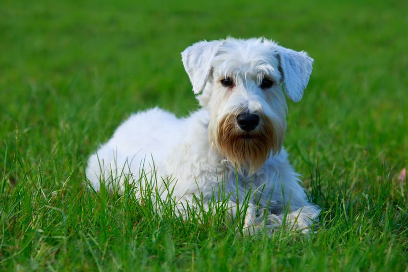 Sealyham Terrier