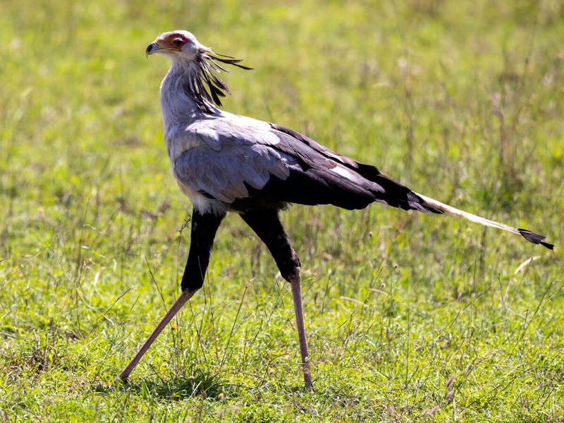 Secretary Bird