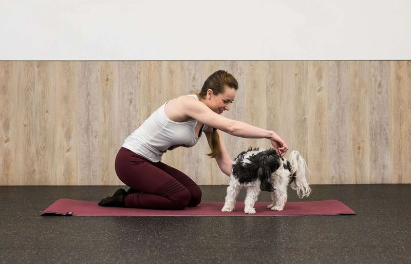 Senior Dog Yoga