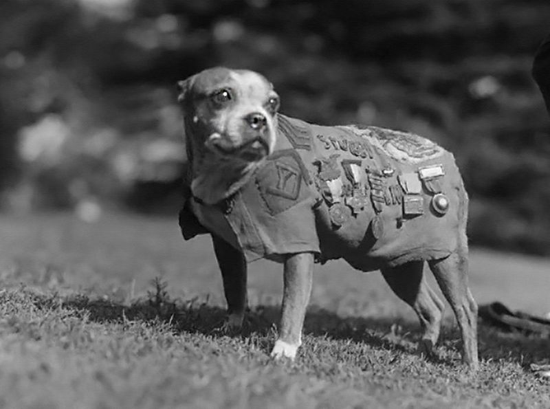 Sergeant Stubby