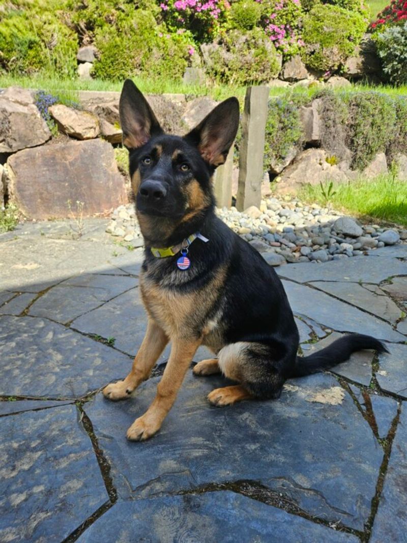 Shadow the Protector