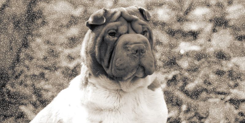 Shar Pei