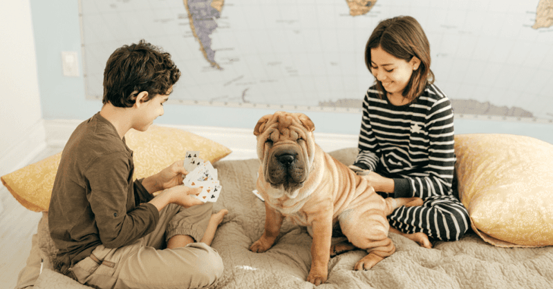 Shar Pei