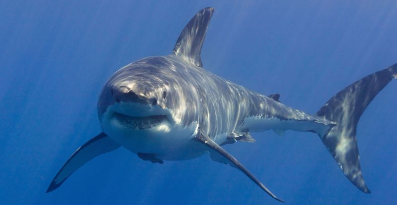 Sharks