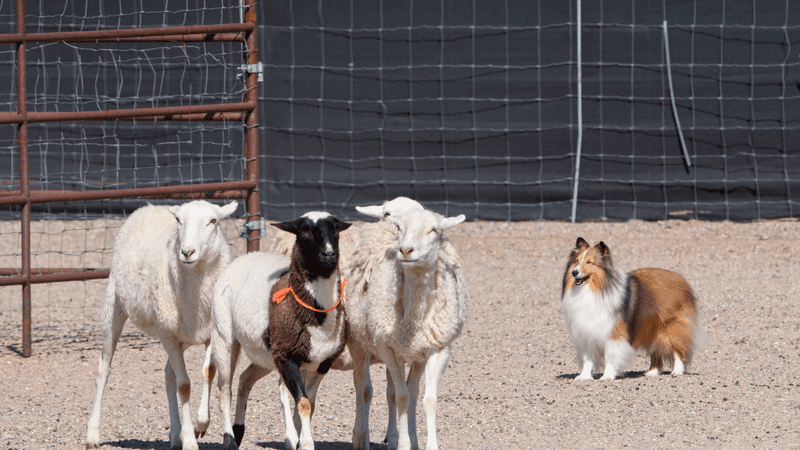 Shetland Sheepdog