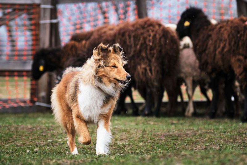 Shetland Sheepdog