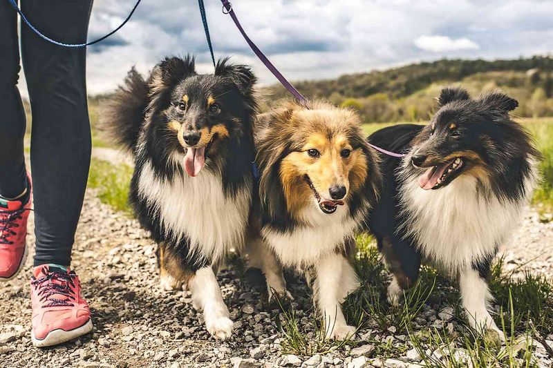 Shetland Sheepdog