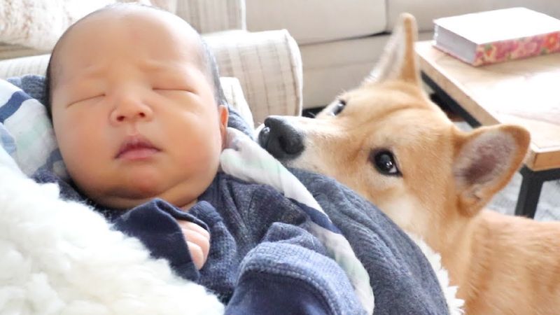 Shiba Inu