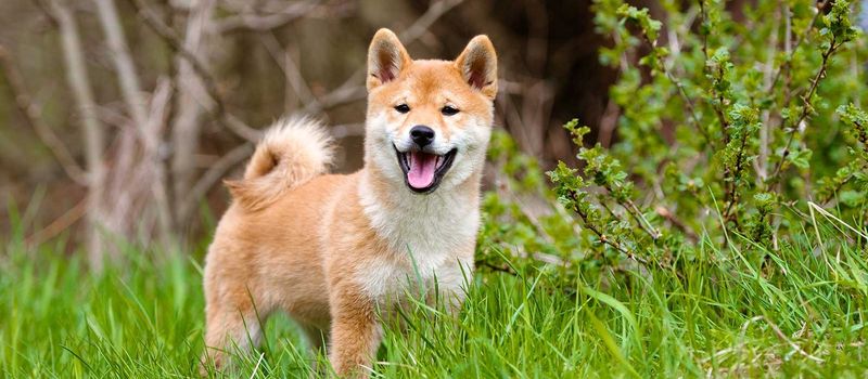 Shiba Inu